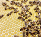 2024 Swienty National polystyrene  Complete Beehive With Buckfast Bees (£100 Deposit) - BEE KEEPING EQUIPMENT