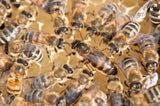 Buckfast Queen Bees Available Now - BEE KEEPING EQUIPMENT