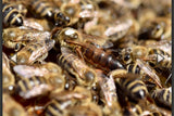 Pre order Carniolan Queen Bees - BEE KEEPING EQUIPMENT