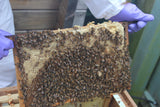2024 Complete National Cedar Beehive with Buckfast Honey Bees - BEE KEEPING EQUIPMENT