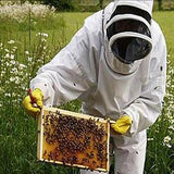 National 2 in 1 poly Nuc Box Complete with Buckfast Bees available Pick Up Only 2024 - BEE KEEPING EQUIPMENT