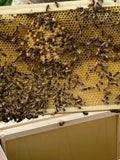 National 2 in 1 poly Nuc Box Complete with Buckfast Bees available Pick Up Only 2024 - BEE KEEPING EQUIPMENT