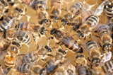 Buckfast Queen Bees Available Now - BEE KEEPING EQUIPMENT