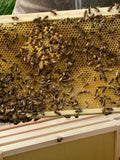 National 2 in 1 poly Nuc Box Complete with Buckfast Bees available Pick Up Only 2024 - BEE KEEPING EQUIPMENT