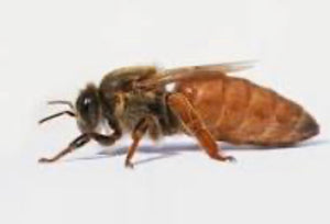 Buckfast Queen Bee