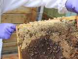 2024 Swienty National polystyrene  Complete Beehive With Buckfast Bees (£100 Deposit)