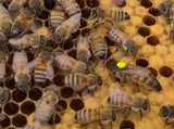 Langstroth Nuc Box with Buckfast Bees - BEE KEEPING EQUIPMENT