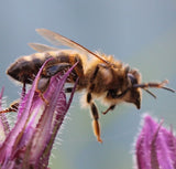 2024 Deposit for Complete National Cedar Beehive with Buckfast Honey Bees
