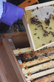2024 Complete National Cedar Beehive with Buckfast Honey Bees  (£100 Deposit)