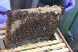 2024 Complete National Pine Beehive with bees (Deposit £100) - BEE KEEPING EQUIPMENT